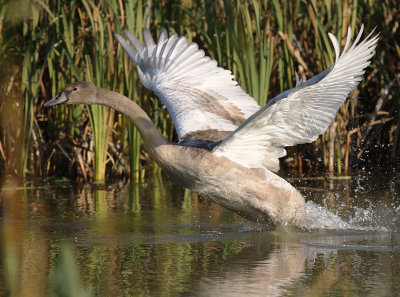 Knlsvan [Mute Swan] (IMG_6534)