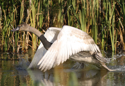 Knlsvan [Mute Swan] (IMG_6535)