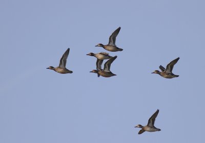 Kricka  [Common Teal] (IMG_6521)