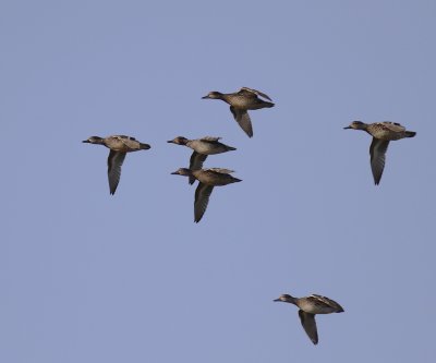 Kricka  [Common Teal] (IMG_6523)