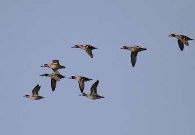 Kricka  [Common Teal] (IMG_6524)