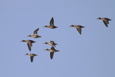 Kricka  [Common Teal] (IMG_6525)