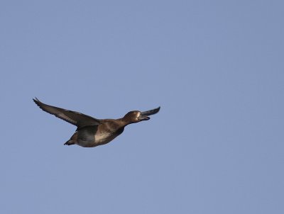 Vigg  [Tufted Duck] (IMG_6504)