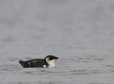 Alkekung [Little Auk] (IMG_6309)
