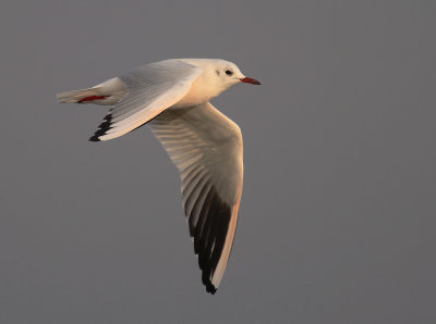 Skrattms [Black-headed Gull] (IMG_6005)