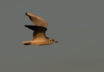 Skrattms [Black-headed Gull] (IMG_5627)
