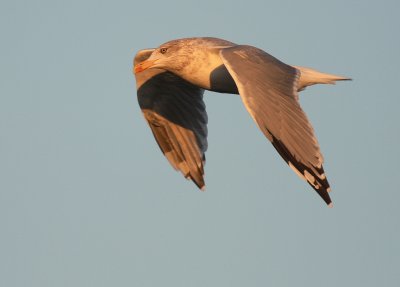 Grtrut [Herring Gull] (IMG_5775)