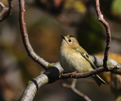 Kungsfgel  [Goldcrest] (IMG_5529)