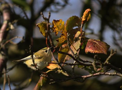 Kungsfgel  [Goldcrest] (IMG_5555)