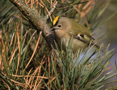 Kungsfgel  [Goldcrest] (IMG_5579)