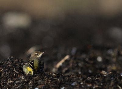 Gulrla [Yellow Wagtail] (IMG_5207)