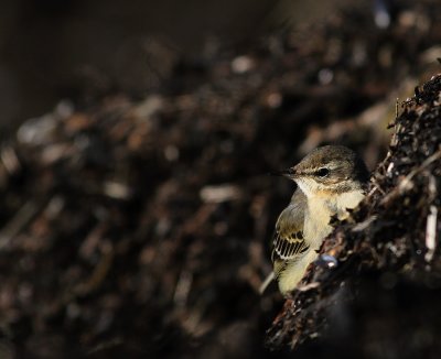 Gulrla [Yellow Wagtail] (IMG_5388)