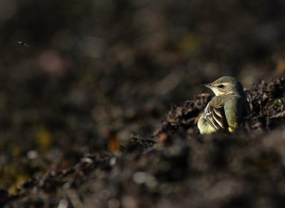 Gulrla [Yellow Wagtail] (IMG_5407)