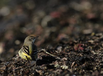 Gulrla [Yellow Wagtail] (IMG_5435)