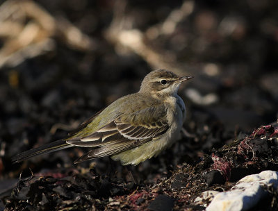 Gulrla [Yellow Wagtail] (IMG_5505)
