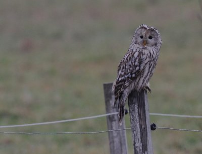 Slaguggla [Ural Owl] (IMG_6711)
