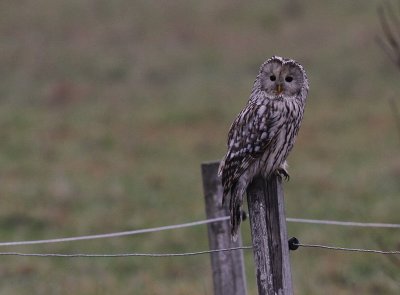 Slaguggla [Ural Owl] (IMG_6717)