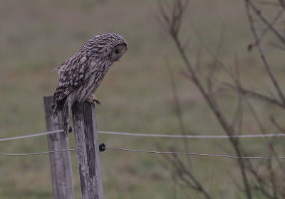 Slaguggla [Ural Owl] (IMG_6720)