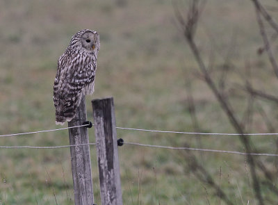 Slaguggla [Ural Owl] (IMG_6742)