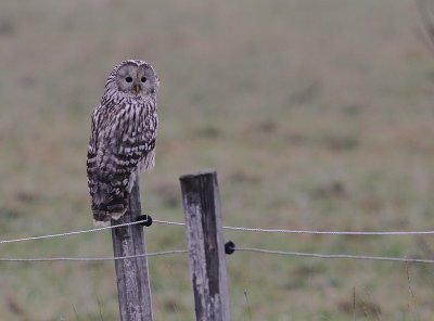 Slaguggla [Ural Owl] (IMG_6745)