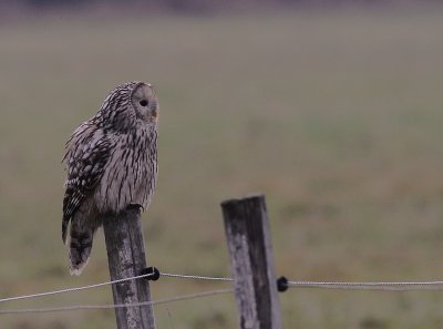 Slaguggla [Ural Owl] (IMG_6752)