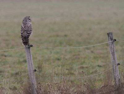 Slaguggla [Ural Owl] (IMG_6757)