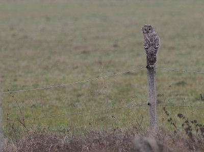 Slaguggla [Ural Owl] (IMG_6761)