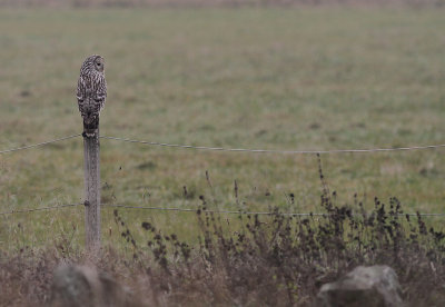 Slaguggla [Ural Owl] (IMG_6768)