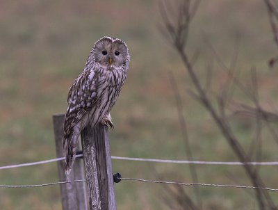 Slaguggla [Ural Owl] (IMG_6673)