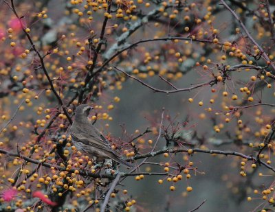 Bruntrast [Dusky Thrush] (IMG_6917)