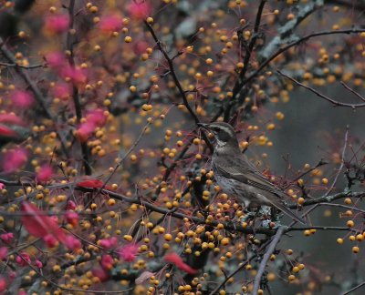 Bruntrast [Dusky Thrush] (IMG_6938)