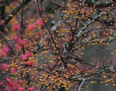 Bruntrast [Dusky Thrush] (IMG_6965)