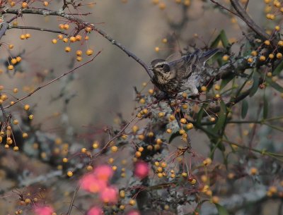 Bruntrast [Dusky Thrush] (IMG_7021)