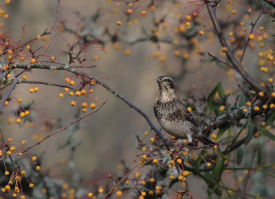 Bruntrast [Dusky Thrush] (IMG_7028)
