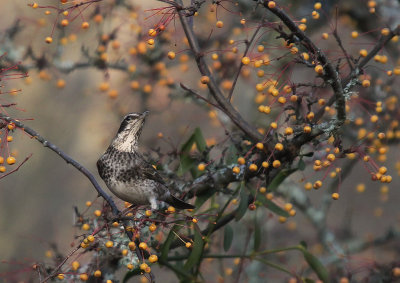 Bruntrast [Dusky Thrush] (IMG_7032)