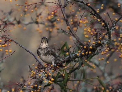 Bruntrast [Dusky Thrush] (IMG_7033)