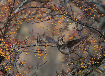 Bruntrast [Dusky Thrush] (IMG_7039)
