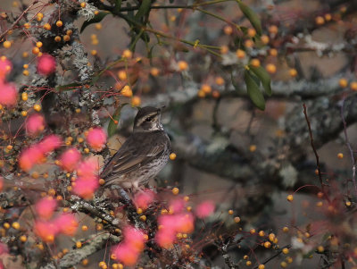 Bruntrast [Dusky Thrush] (IMG_7073)