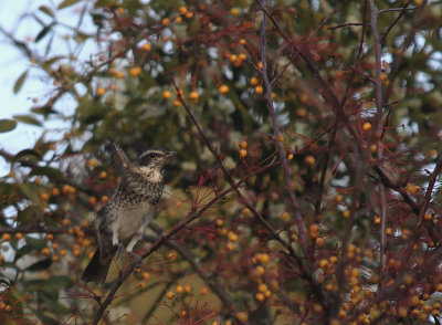 Bruntrast [Dusky Thrush] (IMG_7100)