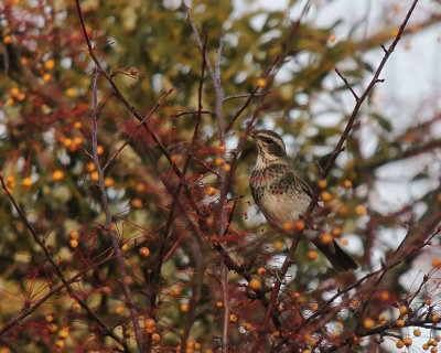 Bruntrast [Dusky Thrush] (IMG_7114)