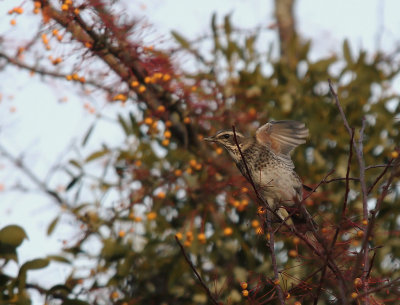 Bruntrast [Dusky Thrush] (IMG_7124)