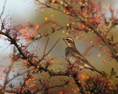 Bruntrast [Dusky Thrush] (IMG_7135)