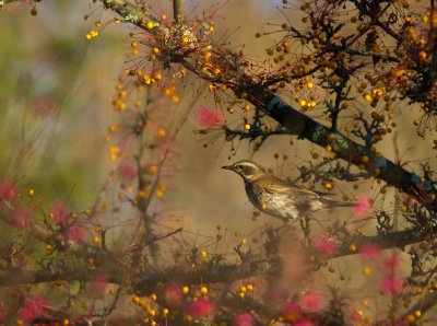 Bruntrast [Dusky Thrush] (IMG_7176)