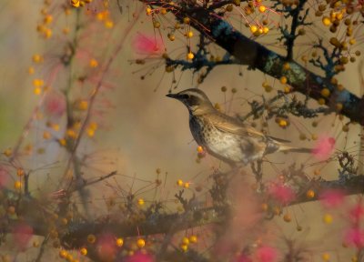 Bruntrast [Dusky Thrush] (IMG_7180)