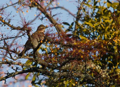 Bruntrast [Dusky Thrush] (IMG_7191)