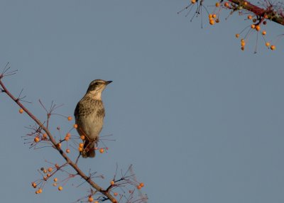 Bruntrast [Dusky Thrush] (IMG_7230)