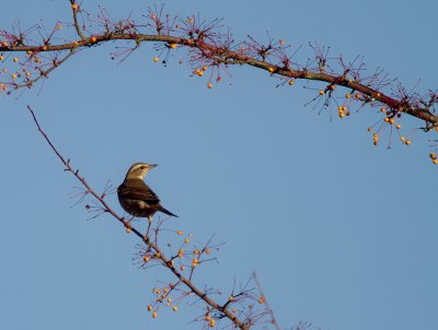 Bruntrast [Dusky Thrush] (IMG_7234)