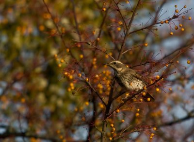 Bruntrast [Dusky Thrush] (IMG_7251)