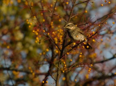 Bruntrast [Dusky Thrush] (IMG_7254)