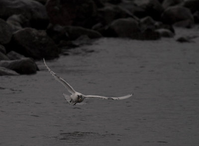 Isms [Ivory Gull] (IMG_7541)